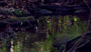 170716942-arroyuelo-bosque-templado-humedo-suelo-rio-zambeze.jpg