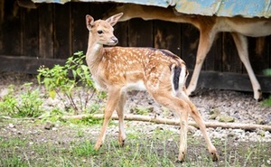 perex - přírůstky v zookoutku - foto MHA.jpg