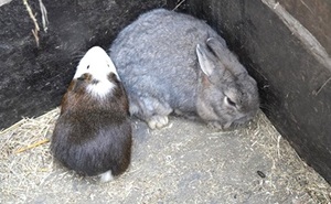 perex - zazimování morčat a králíků.JPG