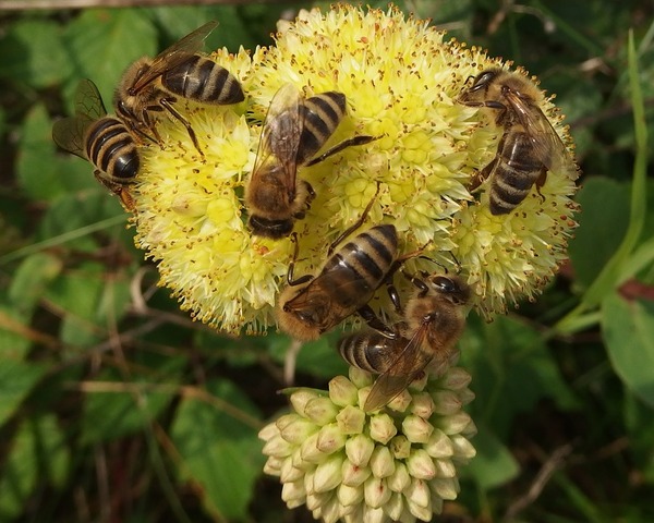 včely_ilu.jpg