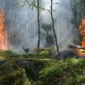 forest-fire-432870_960_720.jpg
