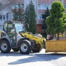 Borovice_03.jpg