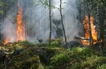 forest-fire-432870_960_720.jpg