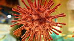 koronavirus.jpg