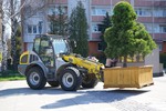 Borovice_03.jpg